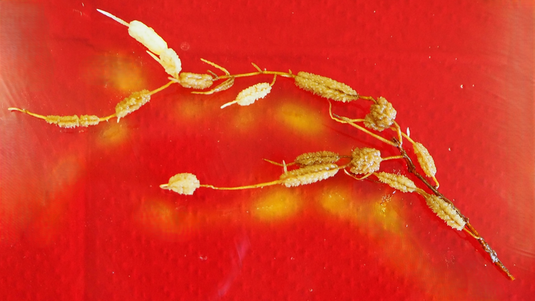 Cluster roots of Hakea laurina.