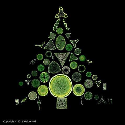 Microscope image of diatoms arranged into a Christmas tree