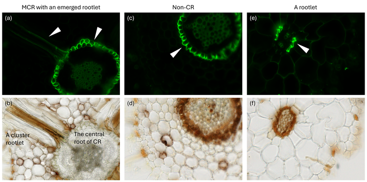 Fluorescence and brightfield images of mature cluster roots and non-cluster roots.