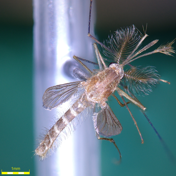 Studying flies using a digital microscope