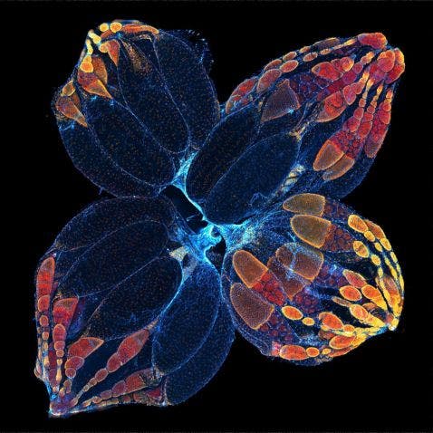 Fruit fly under the microscope