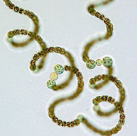 Planktonic cyanobacteria