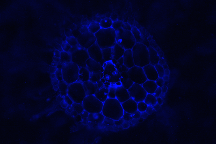 Fluorescence imaging of cluster rootlets.