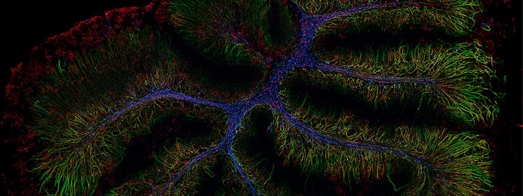 Whole slide image of murine organotypic cerebellar slices