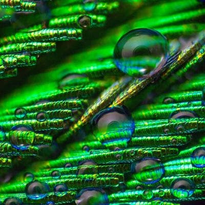 Peacock feathers under the microscope