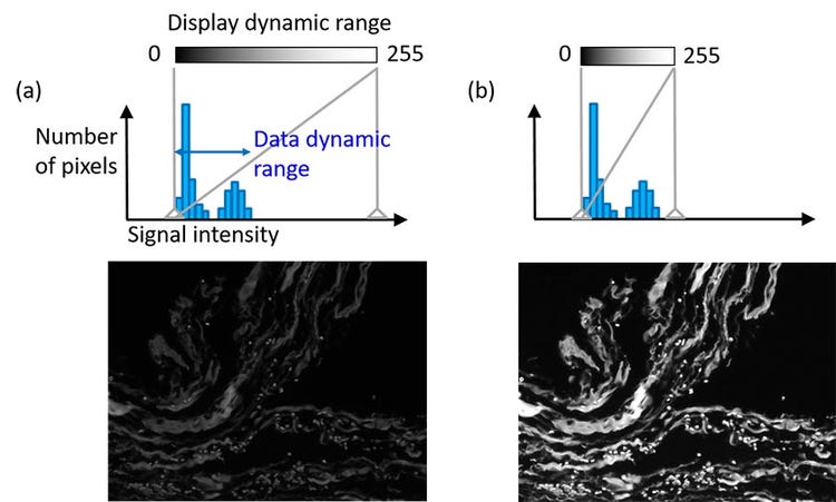 Microscope camera dynamic range