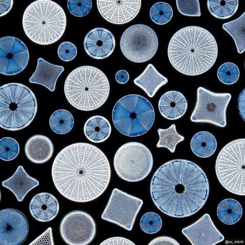 Diatoms arranged as snowflakes