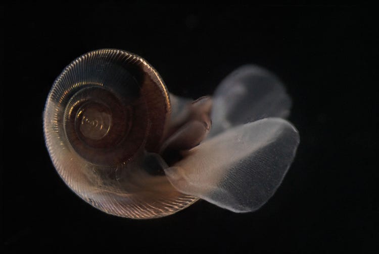 Sea slug from the High Arctic under a microscope.