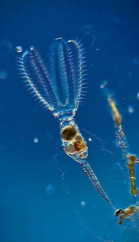 Stephanoceros fimbriatus rotifer under the microscope