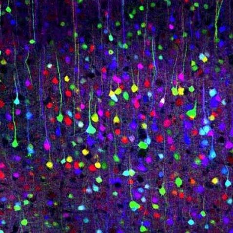 Brainbow technique