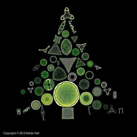 Diatoms arranged as an evergreen tree