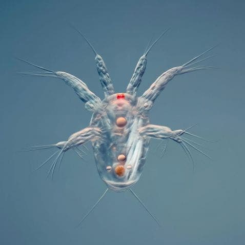 copepod