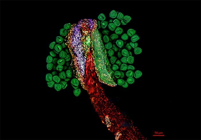 Confocal image of edelweiss stamens