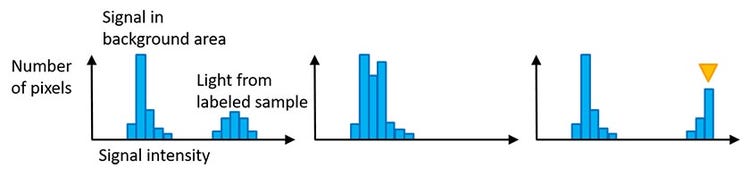 Microscope camera histogram