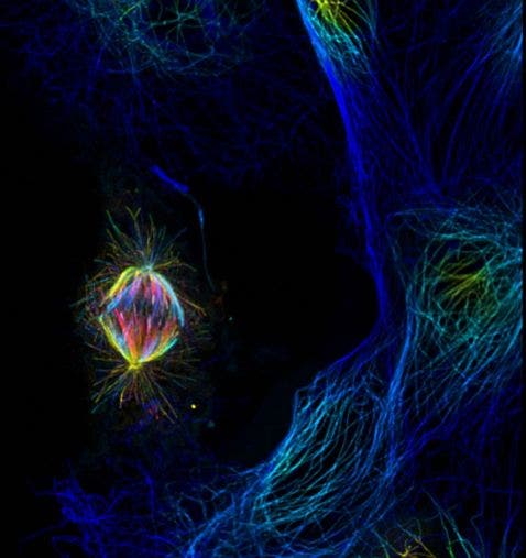 Monkey fibroblast