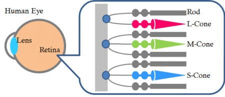 The rod and cone cells of the human eye