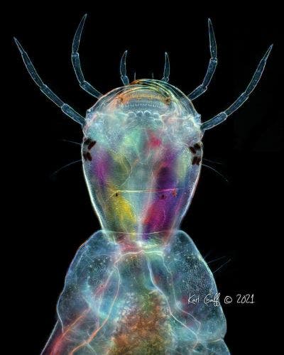 Beetle under the microscope