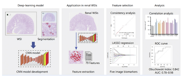 Figure 3. Workflow of MRPS model to perform pathological evaluation using deep learning.
