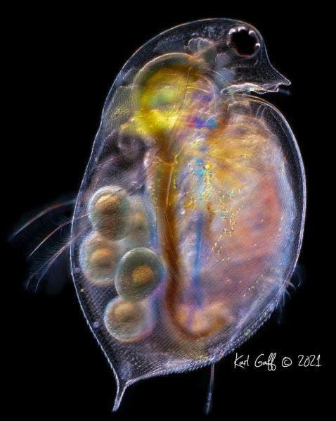 Daphnia magna under the microscope