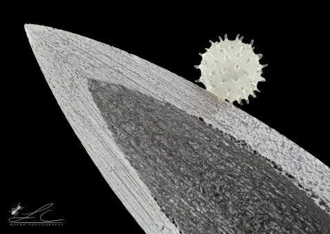 Hibiscus pollen on the end of a hypodermic needle