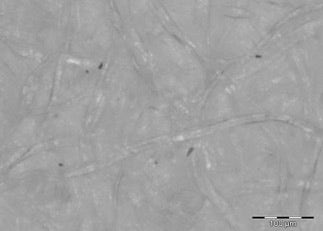 Cellulose filter membrane