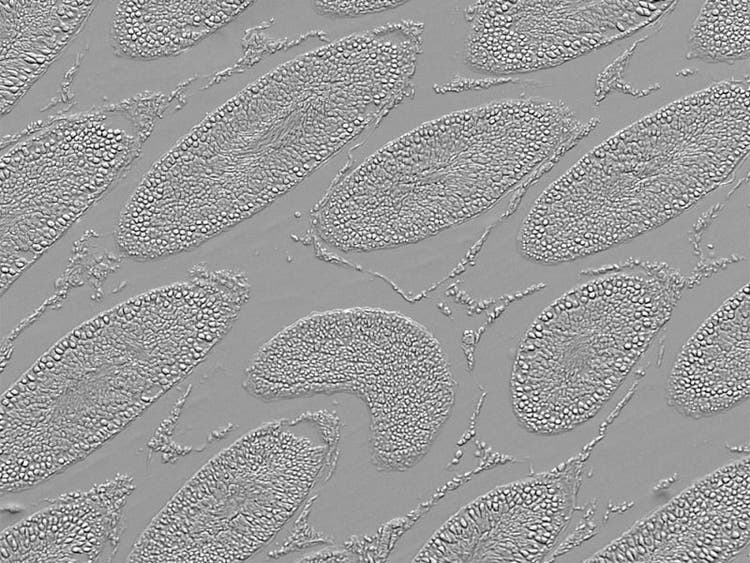 Gradient contrast sample: Rat testicles