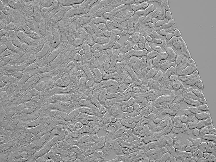 Gradient contrast sample: mouse kidney
