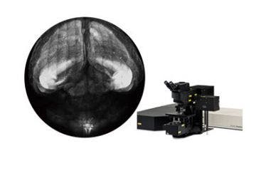 Multiphoton & Deep Imaging