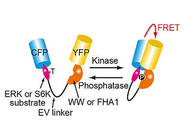 Application note: Neurovascular Structure