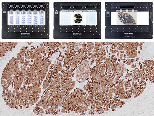 VS200 Toxicology and Pathology