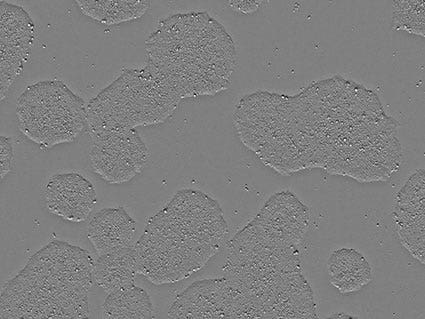 Figure 7-2. Image of day 7 (201B7)