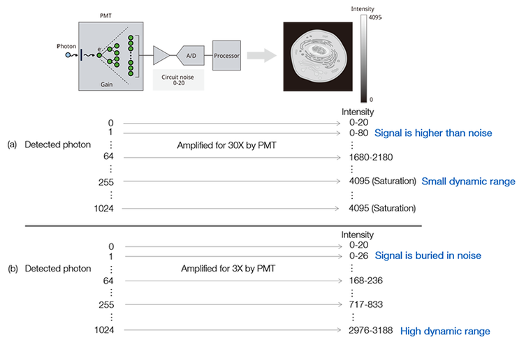 Figure 5. Adjusting a PMT’s gain requires balancing the signal-to-noise ratio and the dynamic range; (a) high gain—the ouput signal can be amplified higher than the noise when detecting one photon but it reduces the dynamic range, and it is easy to get saturated; (b) low gain-the output signal cannot be distinguished from the noise when detecting a few photons. On the other hand, the dynamic range is higher, and it does not get saturated when detecting a large number of photons.