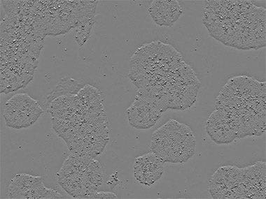 iPS cells (feeder-free)