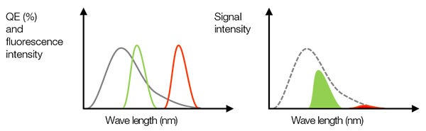 Figure 3 – Left: the gray line is the QE of a camera. Green and red lines indicate fluorescence emission spectrum. Right: the detected signal value is equal to the area size, which is a multiplier of the QE and fluorescence spectrums in the left figure. In this case, even if the fluorescence light has enough intensity, the detected signal could be weak for red fluorescence due to low QE.