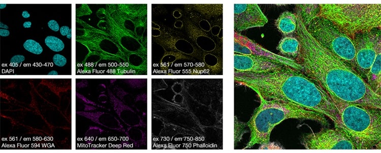 Figure 19. A simultaneous six-color image captured using the SilVIR detector and TruSpectral technology. Simultaneous multicolor imaging from visible to the near-infrared is possible.