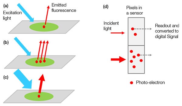 Figure 1 – From sample to digital signal: (a) an excited labeled target emits fluorescence light. The light intensity increases when more targets are in the sample (b) or we apply stronger excitation light (c). The signal intensity is proportional to the incident light intensity (d).