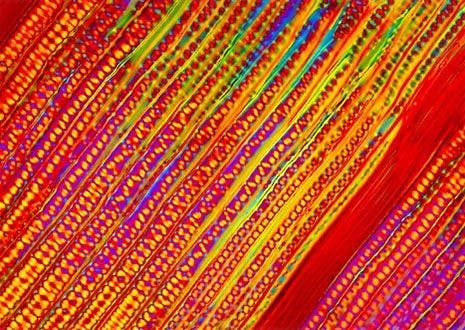 Western Larch (Larix occidentalis) Thin Section