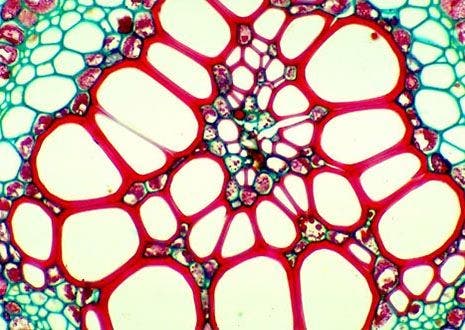 Fern Stalk Cross Section