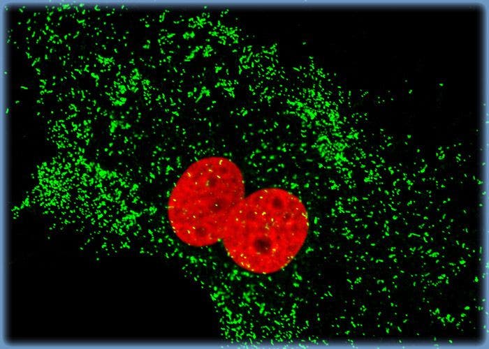 Targeting the Nuclear Histones and Cytoplasmic Peroxisomes in Albino Swiss Mouse Fibroblast Cells