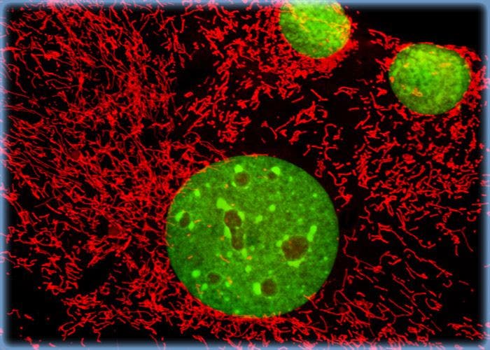 Imaging the Mitochondrial Network in Monolayer 3T3 Fibroblast Cell Cultures