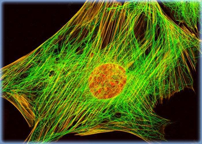 Embryonic Albino Swiss Mouse Fibroblast Cells (3T3 Line)