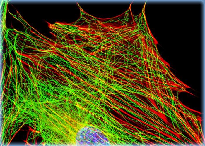 Imaging the Cytoskeletal Network in 3T3 Cell Cultures