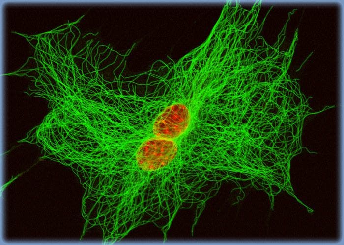 Albino Swiss Mouse Embryo Fibroblast Cells with Alexa Fluor 488 and the DNA Probe TO-PRO-3