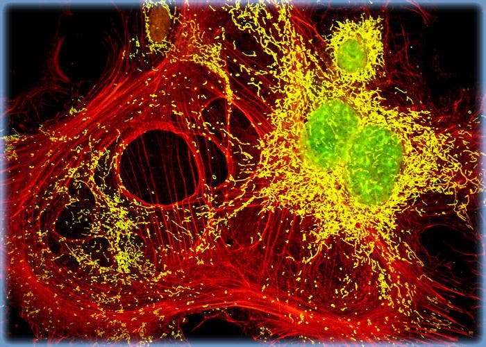 Swiss Mouse Embryo Fibroblast Cells with MitoTracker Deep Red 633, Texas Red, and SYTOX Green