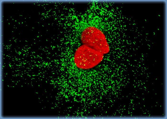 Distribution of Histone Proteins and Peroxisomes in 3T3 Cultures