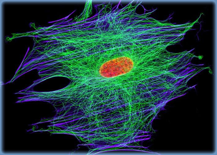 Tubulin, Actin, and DNA Distribution in 3T3 Cells