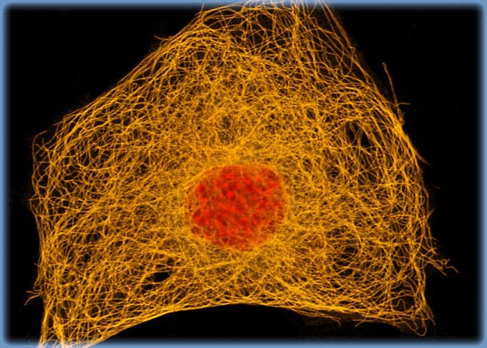 Microtubule Network in Albino Swiss Mouse Fibroblast Cells