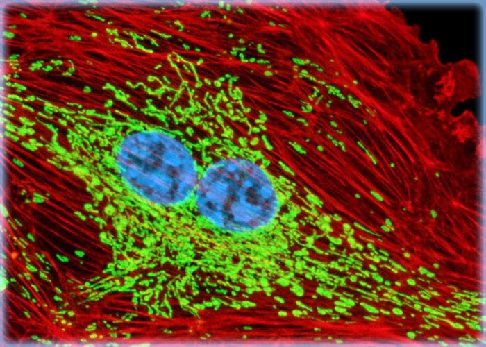 Distribution of F-Actin, Mitochondria, and DNA in BPAE Cell Cultures