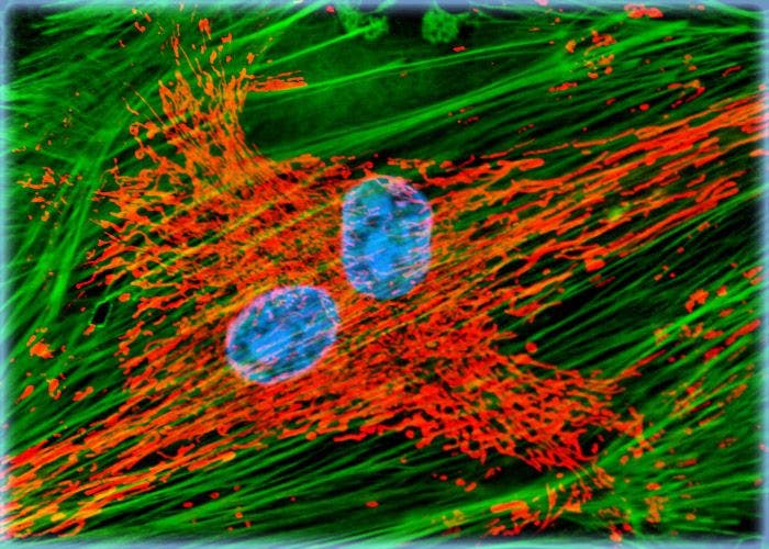 Triple Stained Endothelial Cells Revealing Cell Nuclei, Mitochondria, and the Actin Cytoskeleton