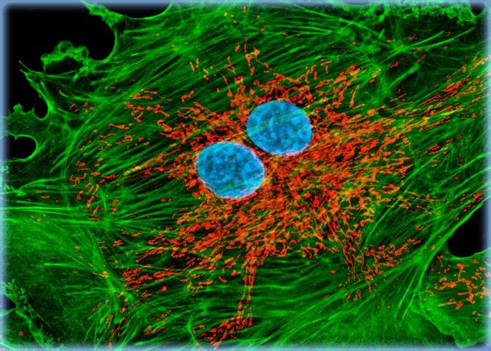 BPAE Cells Probed with Alexa Fluor 488, MitoTracker Red CMXRos, and TO-PRO-3